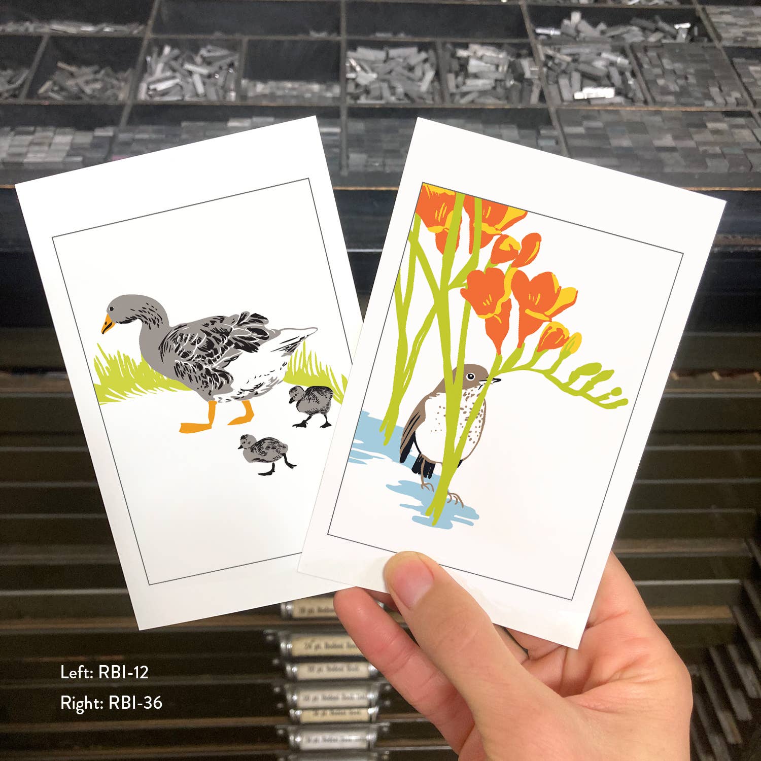 Rigel Paper - Wholesale Postcard - RBI-36 Thrush Bird & Spring Garden Bulb Flowers Postcard1