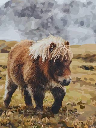 71C Shetland Pony / Periodic Society / Greeting Card for wholesale by Periodic Society
