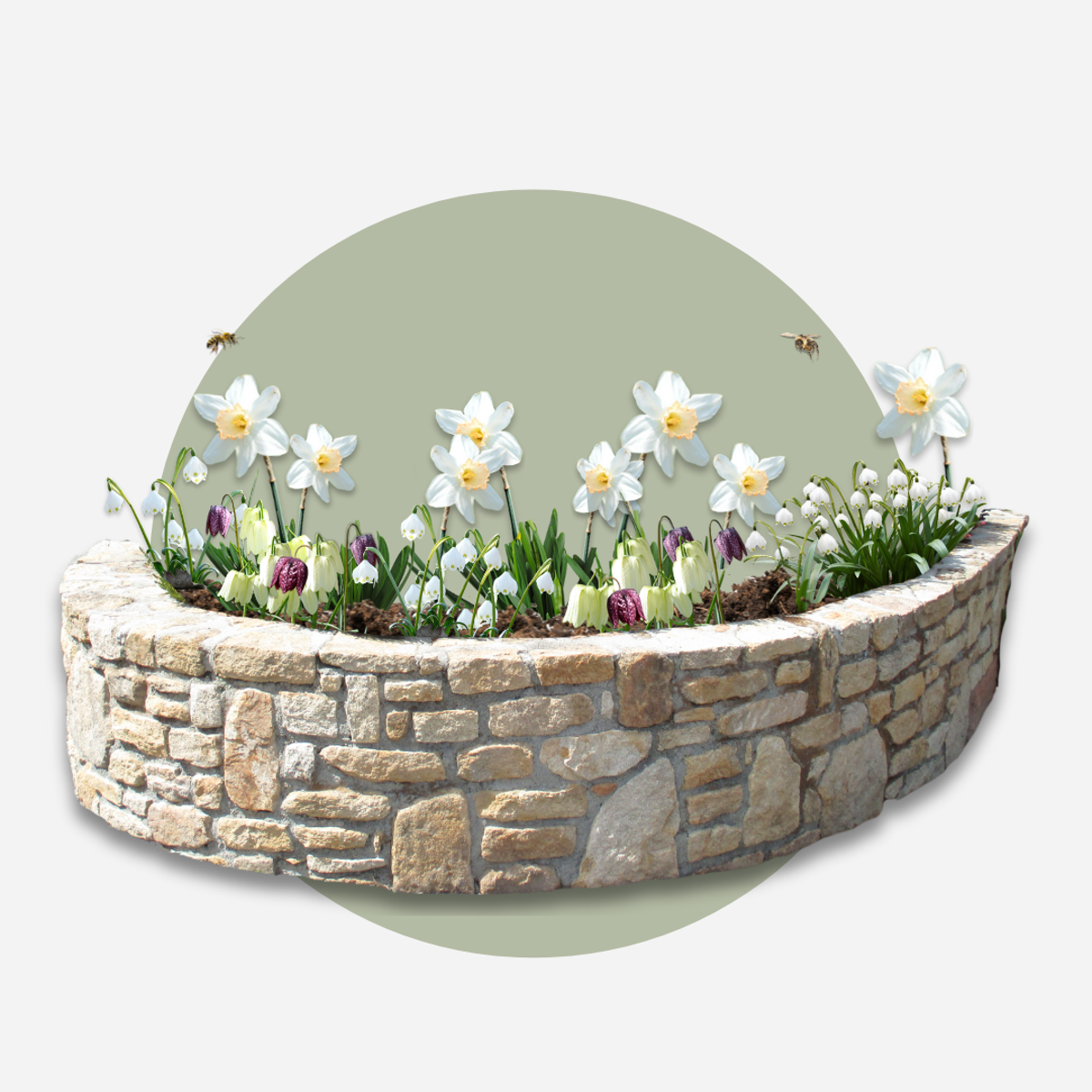 Oasis of Life - Vente Graines de plantes - Boîte de jardin humide – 30 bulbes pour emplacements humides et pluvieux – Mélange de Fritillaria Meleagris, Leucojum Aestivum & Narcissus Recurvus – Rustique, vivace & favorable aux insectes – Pour sols de jardin humides6