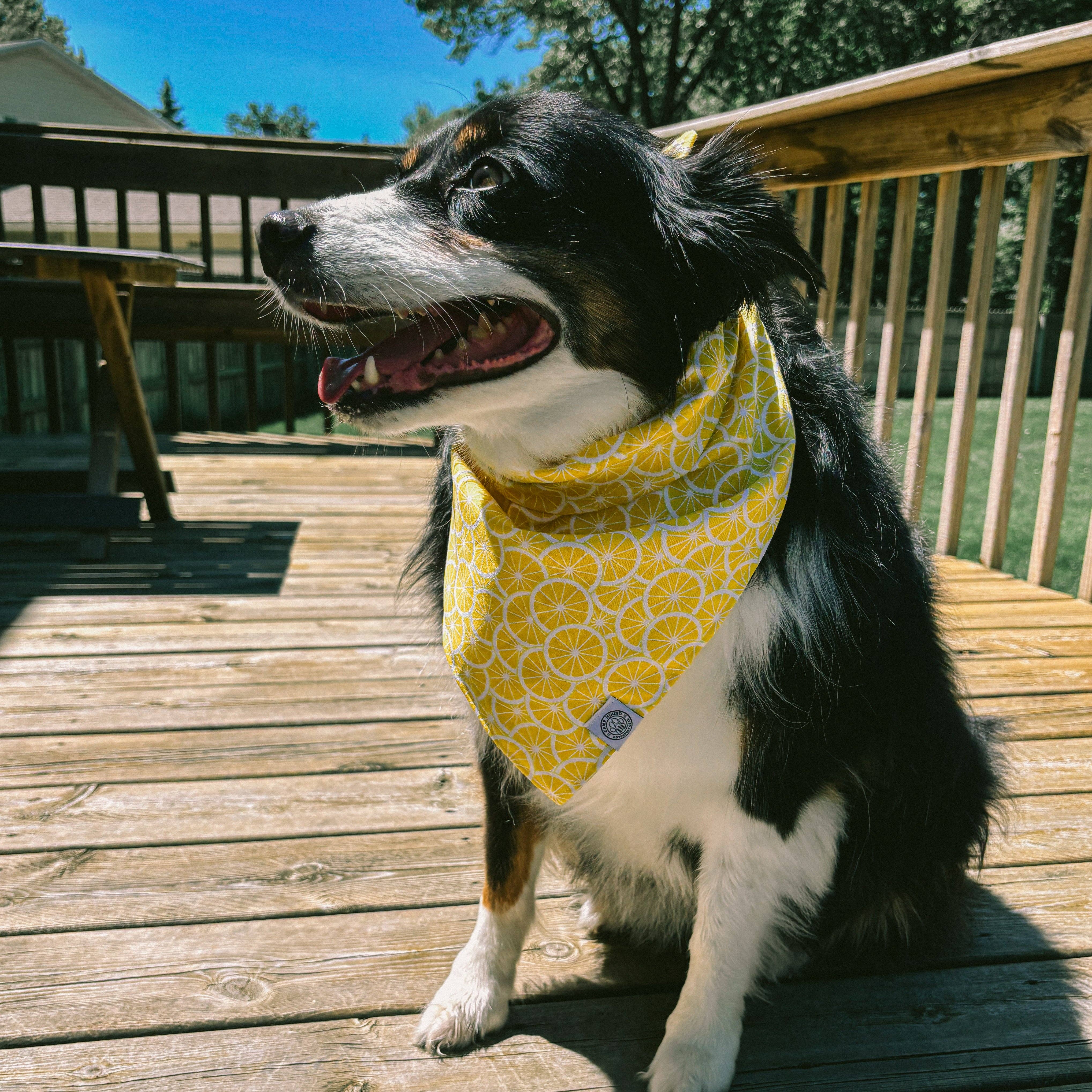 Yellow Limoncello Dog Bandana | Lemon Slice Food Pet Accessory for wholesale on Faire1