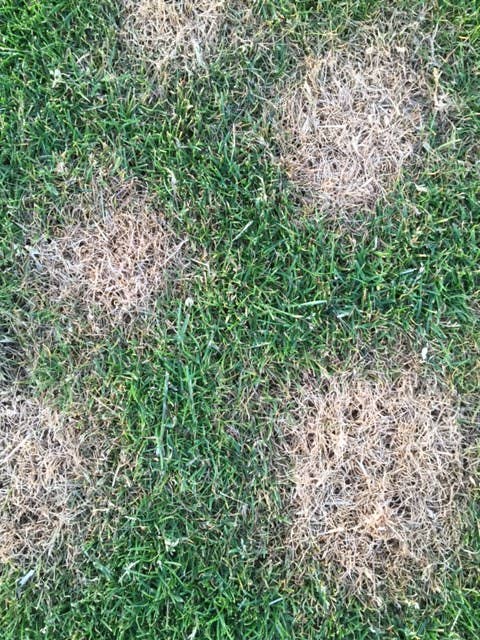 BeLoved, Natural Dog Grooming Products. - Wholesale Pet Supplement - Dog - Dog Rocks - Stop pet urine burns on grass...naturally!10