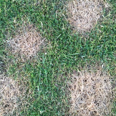 BeLoved, Natural Dog Grooming Products. - Wholesale Pet Supplement - Dog - Dog Rocks - Stop pet urine burns on grass...naturally!10