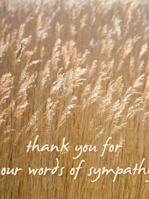 Photonotes Notecards - Light Reeds (pack of 5) for wholesale by Leonard Smith