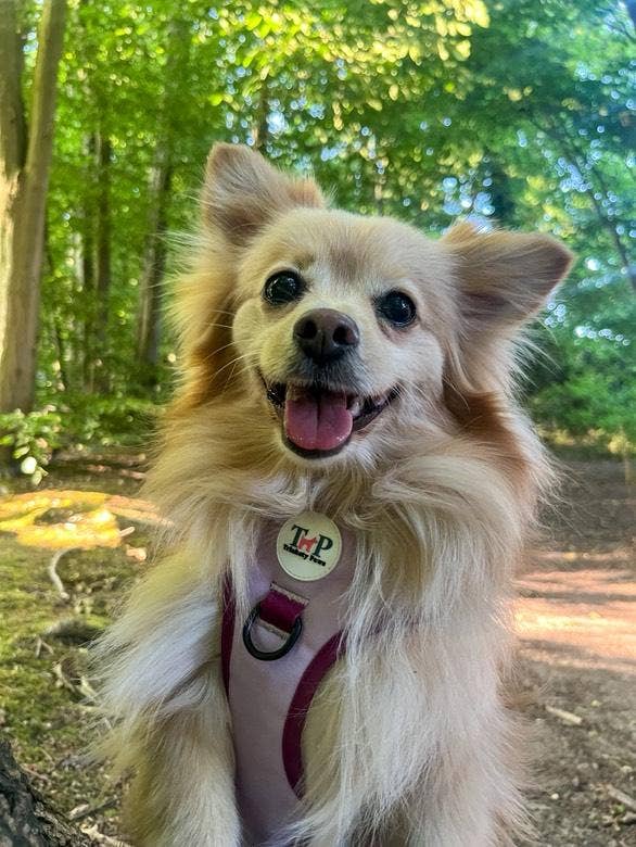 Trinkety Paws - Wholesale Pet Harness - Dog - Stormberry – EasyFit™ Dog Harness by Trinkety Paws 8