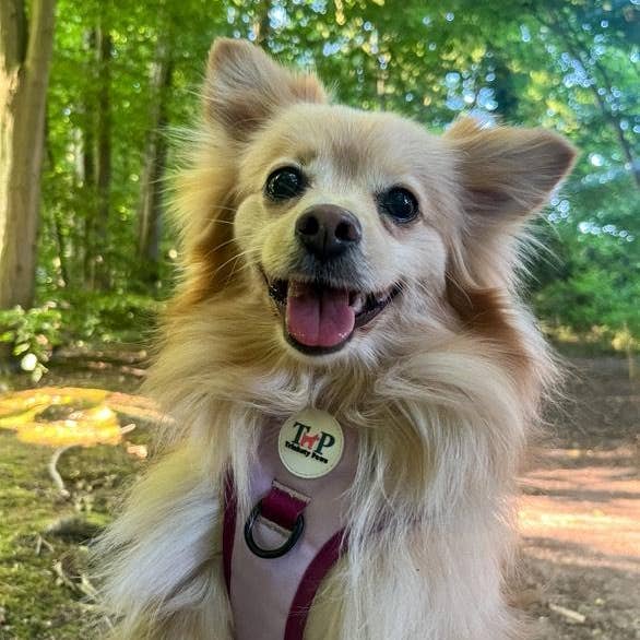 Trinkety Paws - Wholesale Pet Harness - Dog - Stormberry – EasyFit™ Dog Harness by Trinkety Paws 8