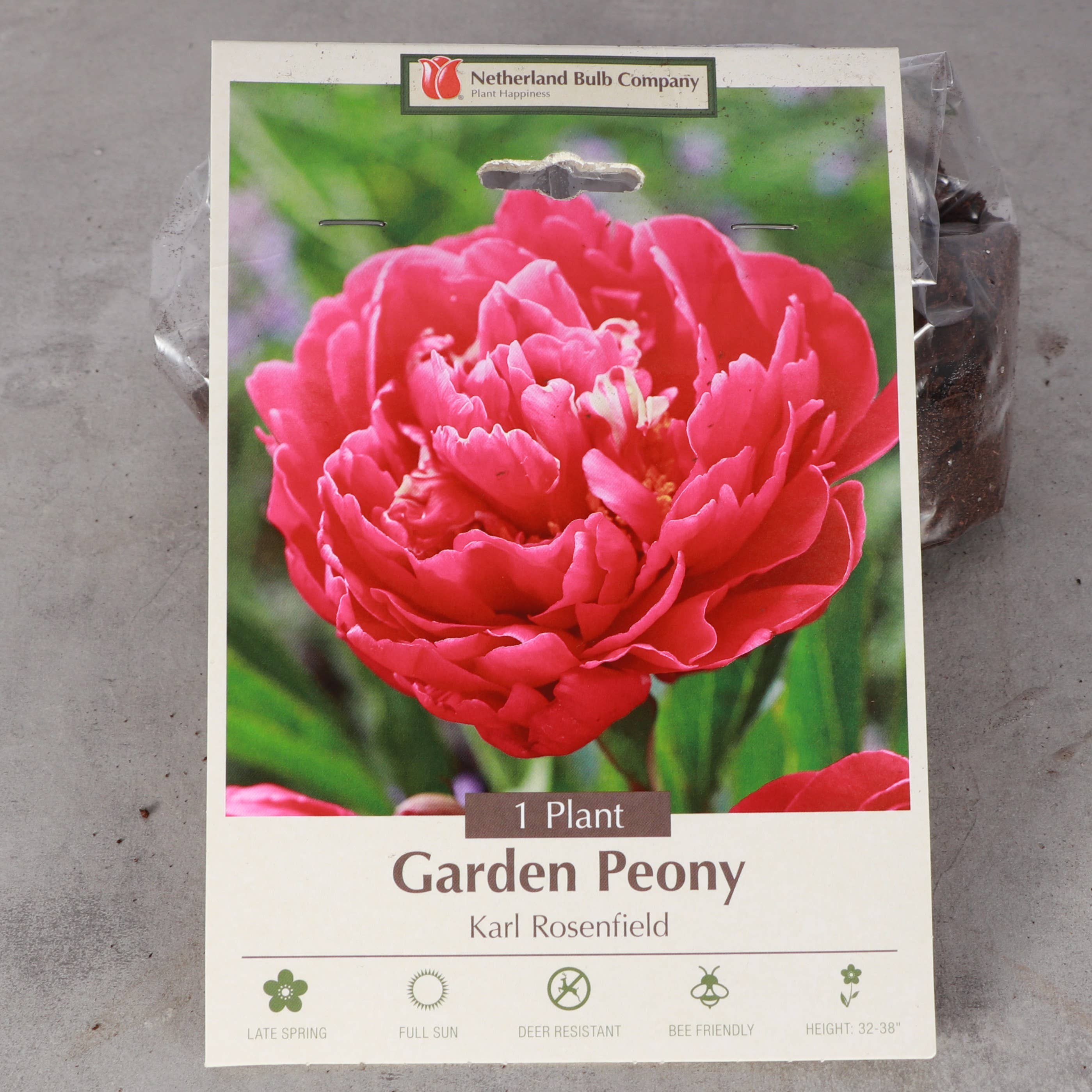 Thorsen's Greenhouse - Vente Plante - Bulbes de pivoines - Variétés multiples - Vivaces10