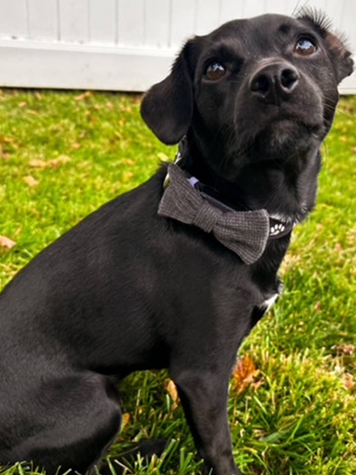 The Zero Waste Pet Bow Tie for wholesale by Miakoda