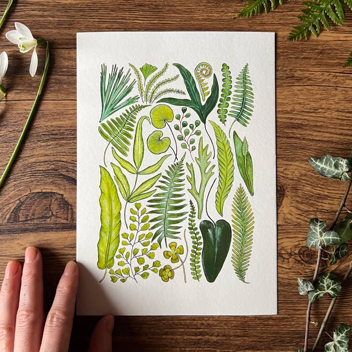 Ferns, Fine Art Print for wholesale by Tansy Moore