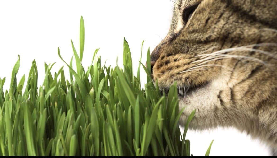 Vitality Farms Company – wholesale Levande växt – GIY Petgrass Kit2