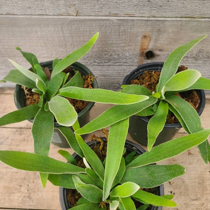 Buzz + Thrive Gardens - Wholesale Live Plant - Platycerium veitchii1