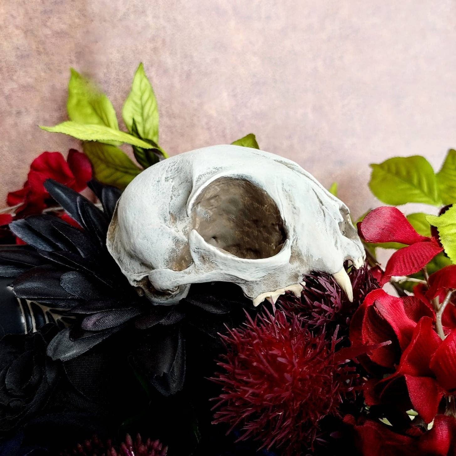 The Scale Grail - Wholesale Decorative Figurine - Cat Skull Replica - 1:1 scale full size for curio cabinet, house decor, arts and crafts, faux cranium oddities and curiosities (1 skull)1