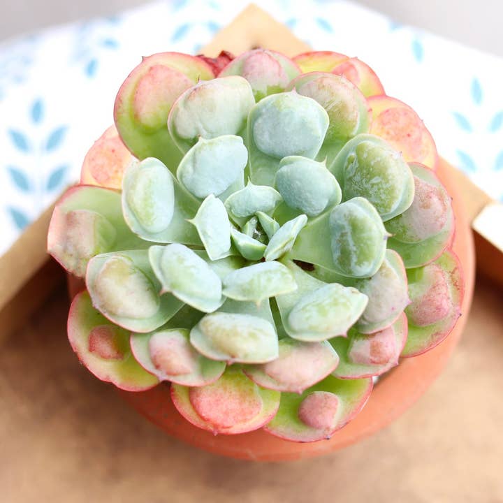 Echeveria Raindrops - Unusual Succulent in 2in/4in Pot for wholesale by Best Plant Friend