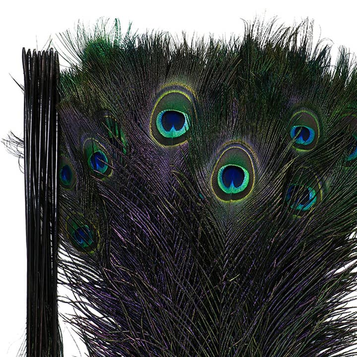 Occhi a coda di pavone tinti con stelo, 25-40 pollici, 100 pezzi, nero per la vendita all'ingrosso da parte di Zucker Feather Products