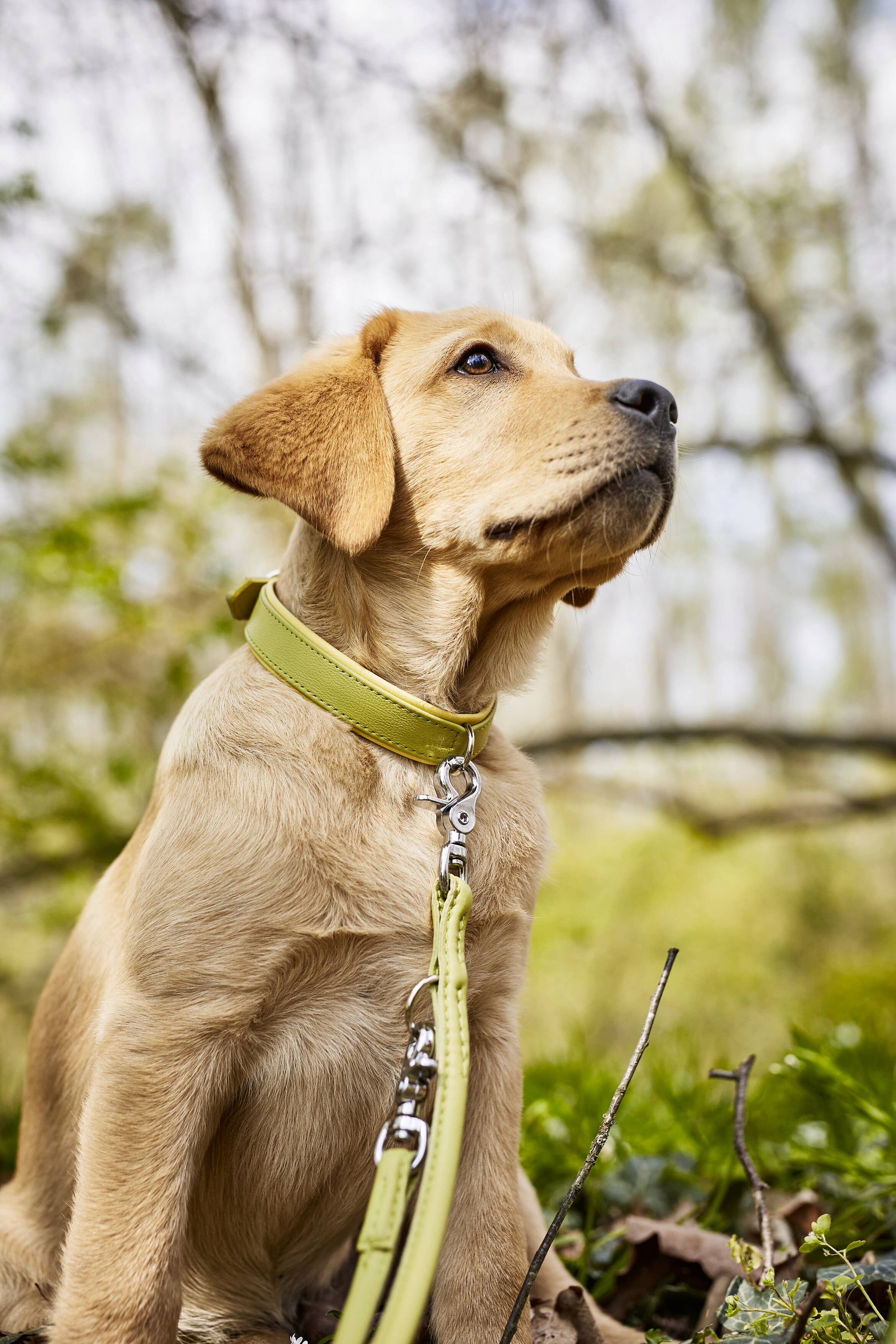 LABONI - Volentis GmbH - Wholesale Pet Collar - Dog - AMICI dog collar16