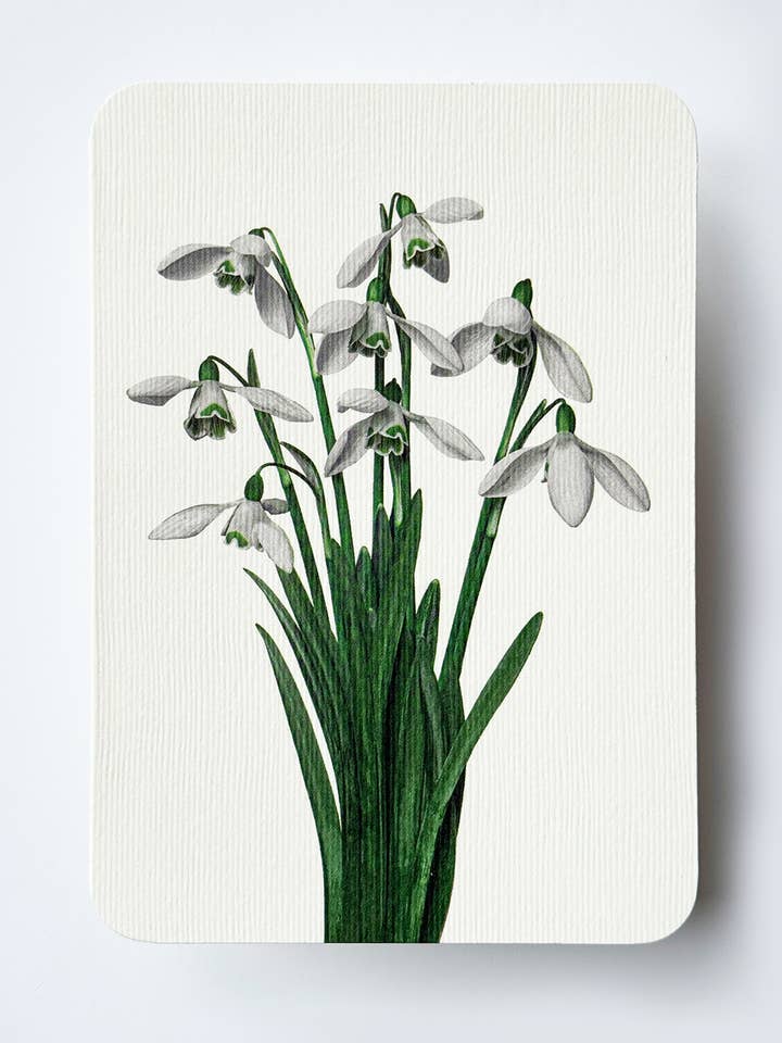 Snowdrops Greeting Card | Birthday Card | Luxury Cards for wholesale by Canonbury Press
