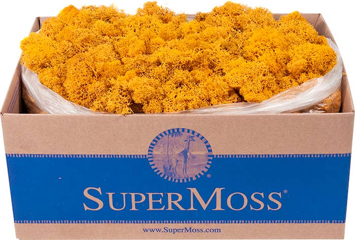 SuperMoss - Wholesale Dried/Pressed Flowers - Reindeer Moss Preserved 3lb Bulk Box1