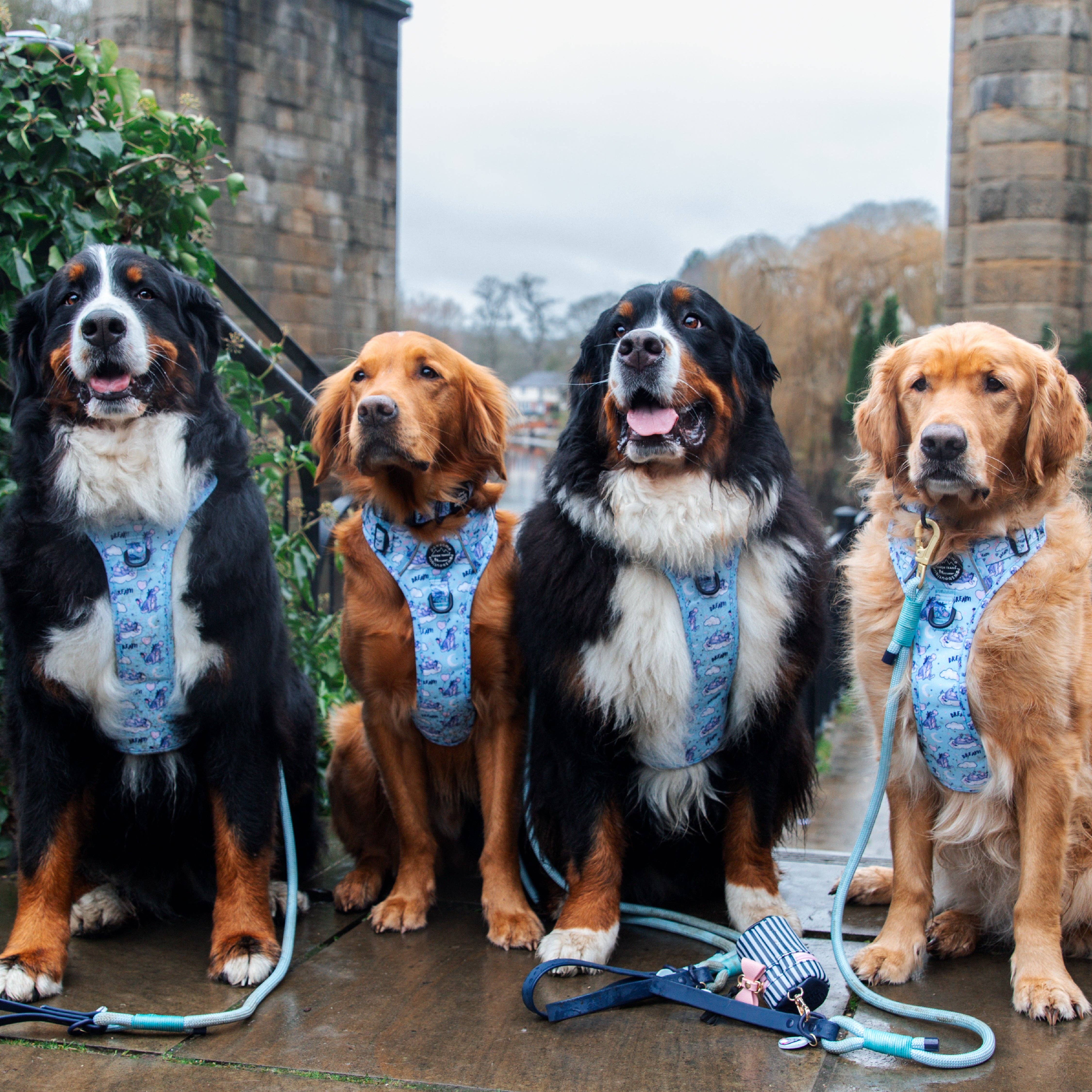 Pawsome Paws - Vendita all'ingrosso Pettorina - Cani - Disney© Tough Trails™ Pettorina - Ih-Oh25