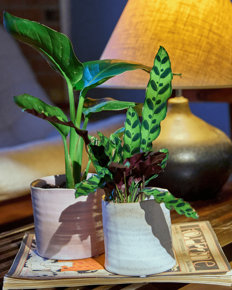 Chive Canada - Wholesale Plant Pot - Channa Japanese Minimalist Flower Pot For Indoor Plants4