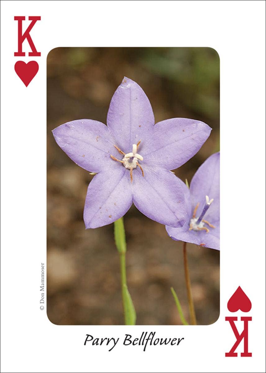 AdventureKEEN - Wholesale Playing Cards - Wildflowers of Rocky Mountains Playing Cards2