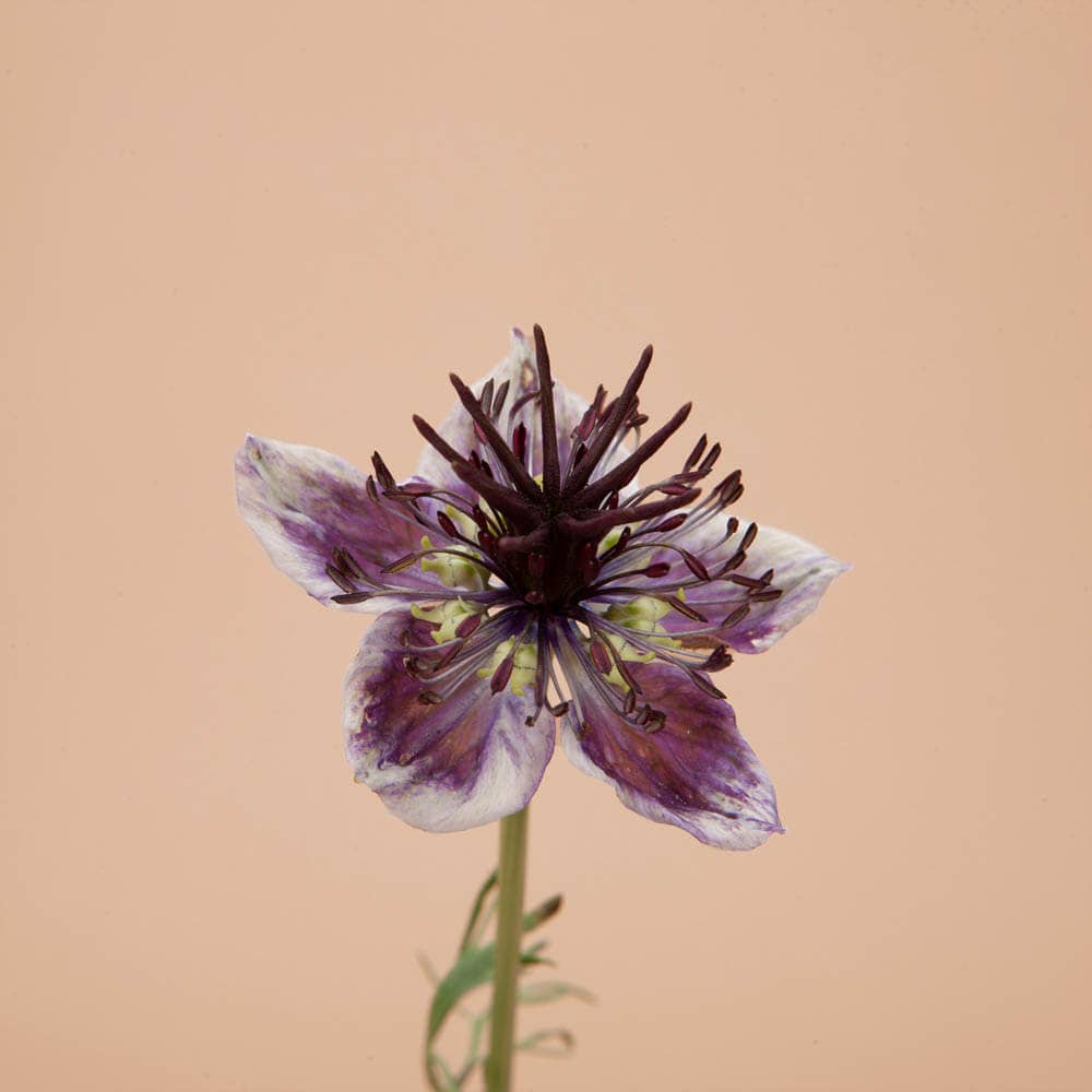 Plantgem - Wholesale Plant Seeds - Love in a Mist Delft Blue - 100 Seeds3