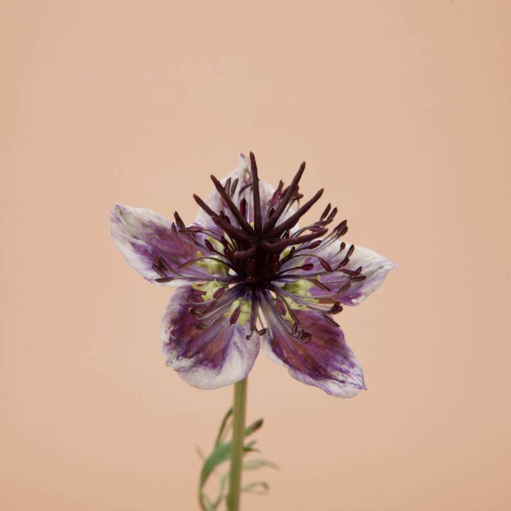 Plantgem - Wholesale Plant Seeds - Love in a Mist Delft Blue - 100 Seeds3