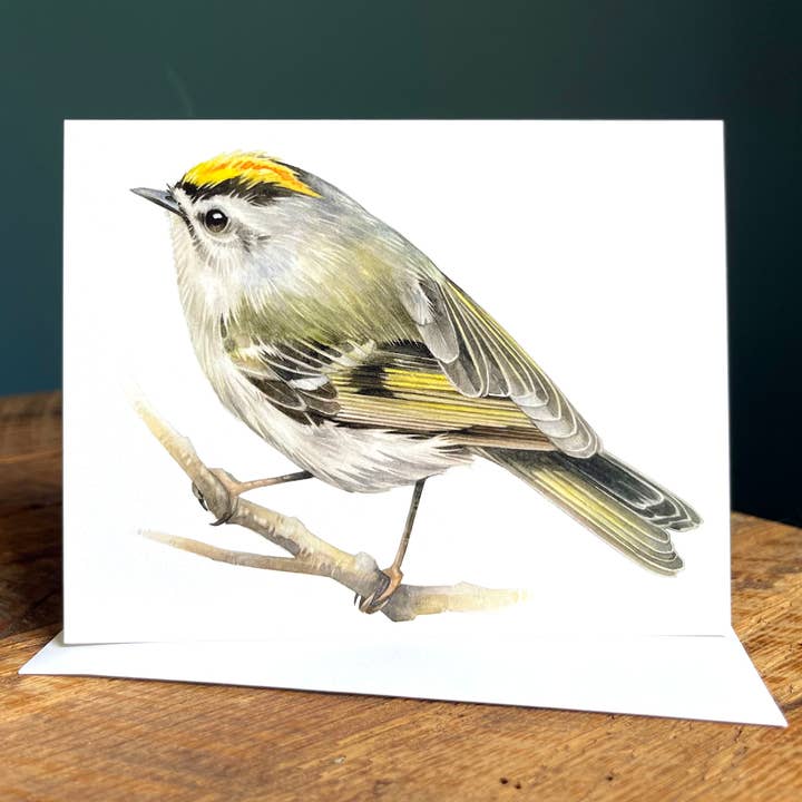 Golden-crowned Kinglet - Blank Note Card for wholesale by Amy Shawley Paquette