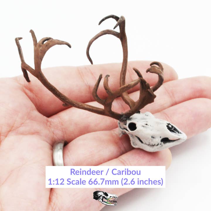 Reindeer / Caribou Miniature Skull - 1:12 Scale for Dollhouse Diorama Art Craft Supplies (1 Skull) for wholesale by The Scale Grail