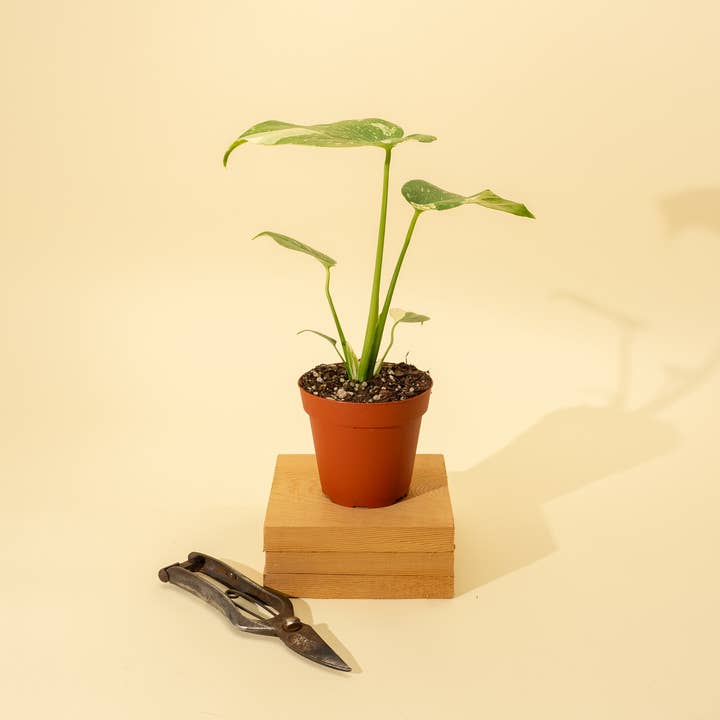 BWH Plant Co - Wholesale Live Plant - 4" Monstera 'Thai Constellation'