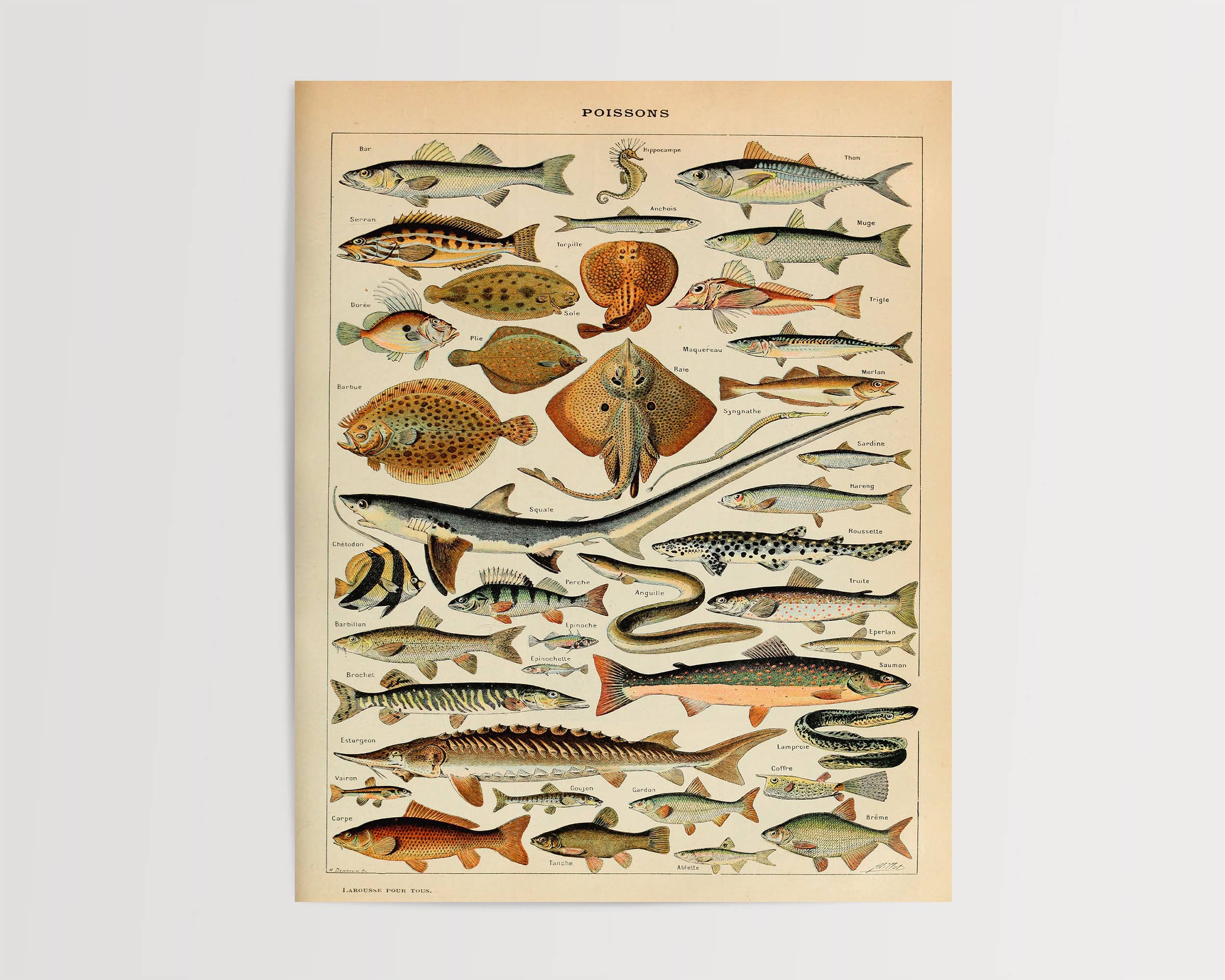 Swinford Designs - Wholesale Art Print - Vintage Fish Guide Art Print - Illustrated Chart Poissons B1