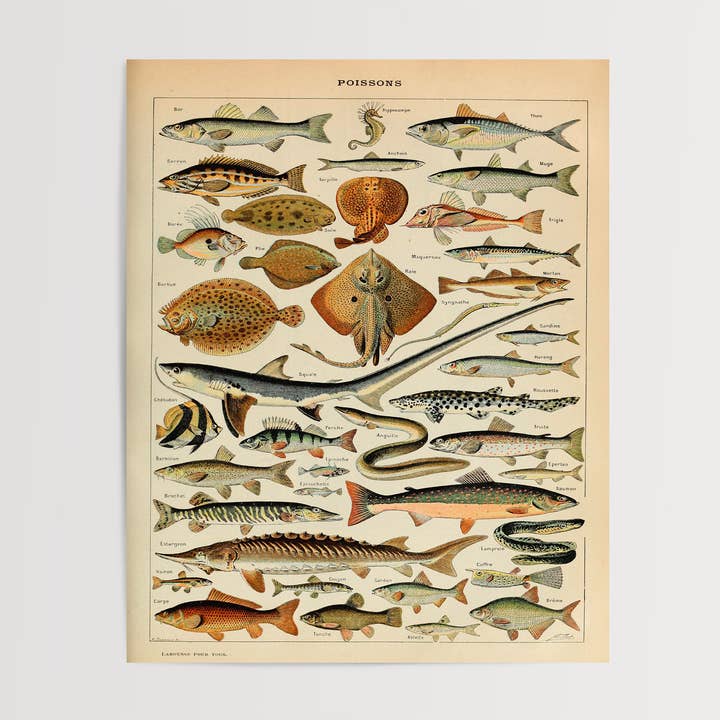 Swinford Designs - Wholesale Art Print - Vintage Fish Guide Art Print - Illustrated Chart Poissons B1