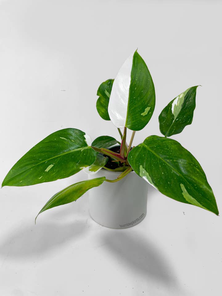 Philodendron White Princess for wholesale by Bumble Plants