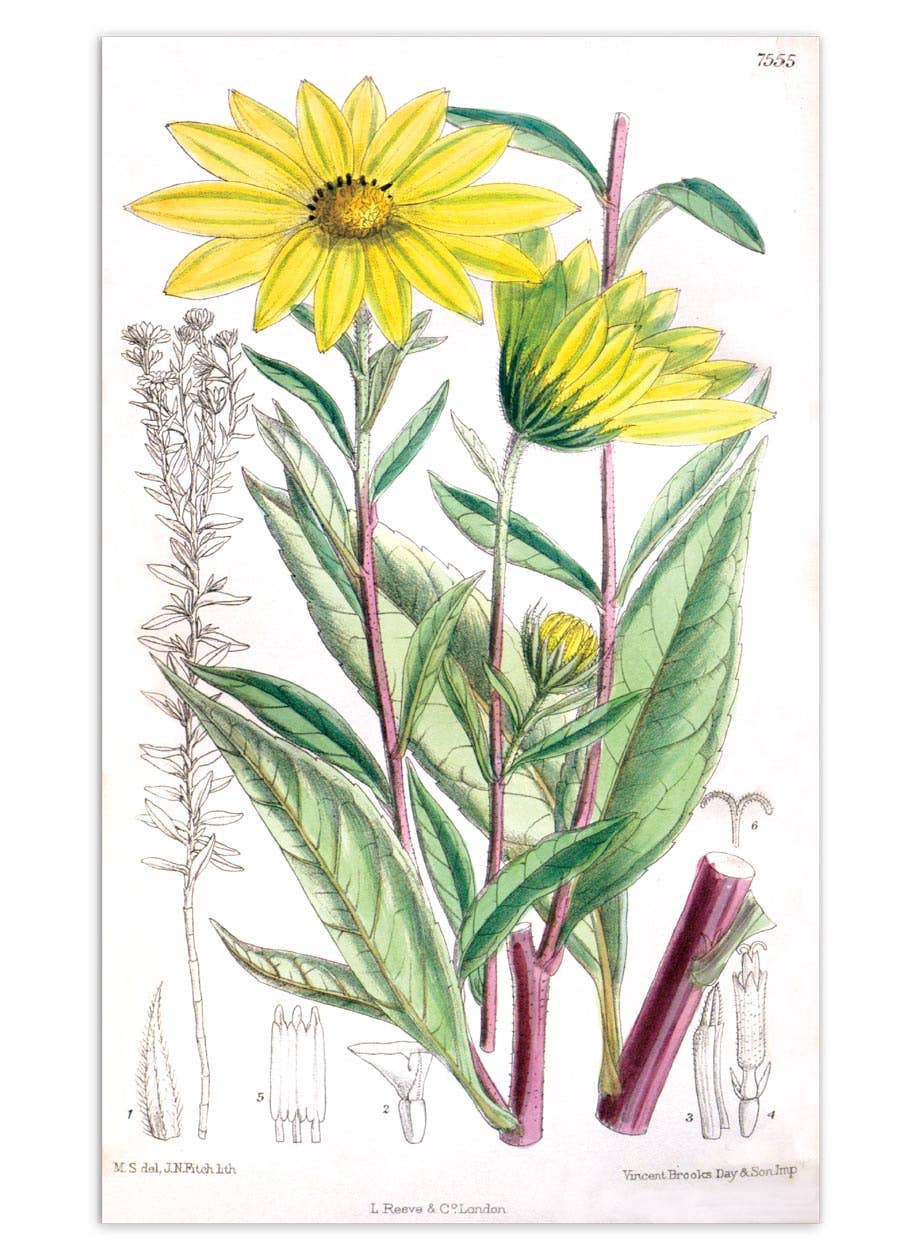 Laughing Elephant – Großhandel Postkarten-Set – Sonnenblumen-Postkartenbox — Postkarten für den täglichen Gebrauch in Schachtel5