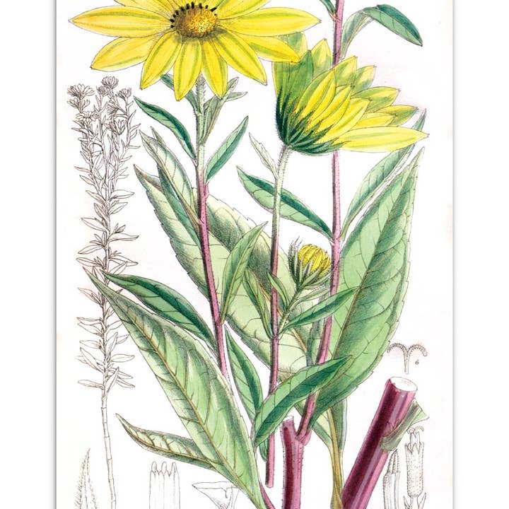 Laughing Elephant – Großhandel Postkarten-Set – Sonnenblumen-Postkartenbox — Postkarten für den täglichen Gebrauch in Schachtel5