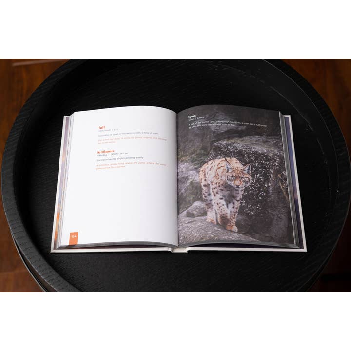 HarperCollins Focus - Wholesale Reference - Beautiful Words: A Celebration for Word Lovers3