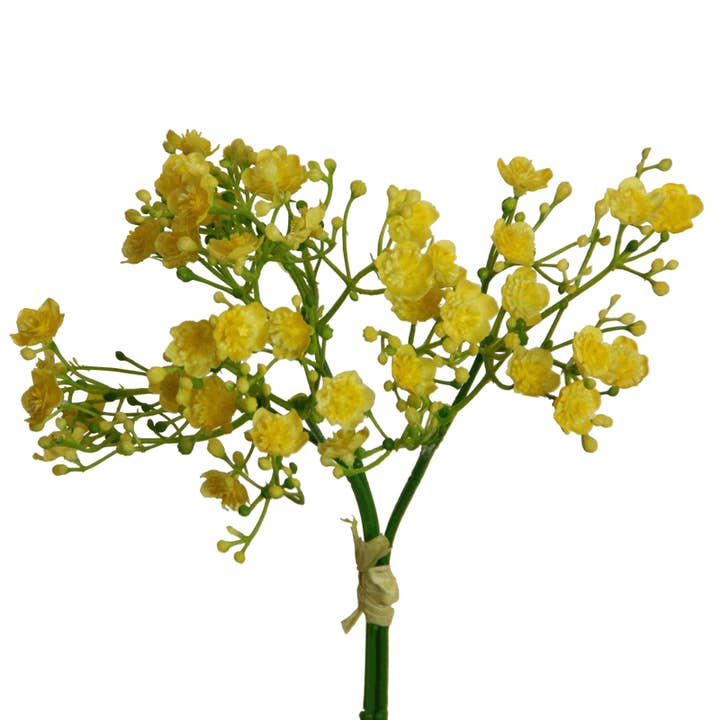 3 mazzi di gipsophila gialla da 30 cm per la vendita all'ingrosso da parte di Floratexx