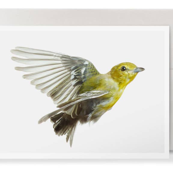 Viréo à gorge jaune pour la vente par Wild Birds Flying LLC