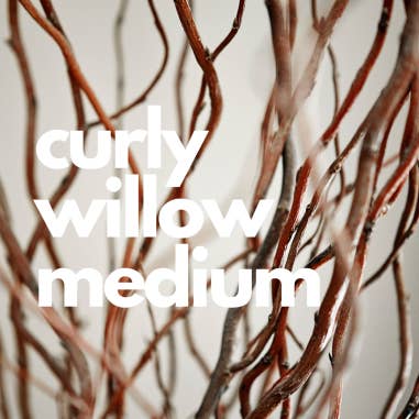 Florasource - Wholesale Fresh Cut Flowers - Curly Willow MEDIUM 50 / 100 stems1