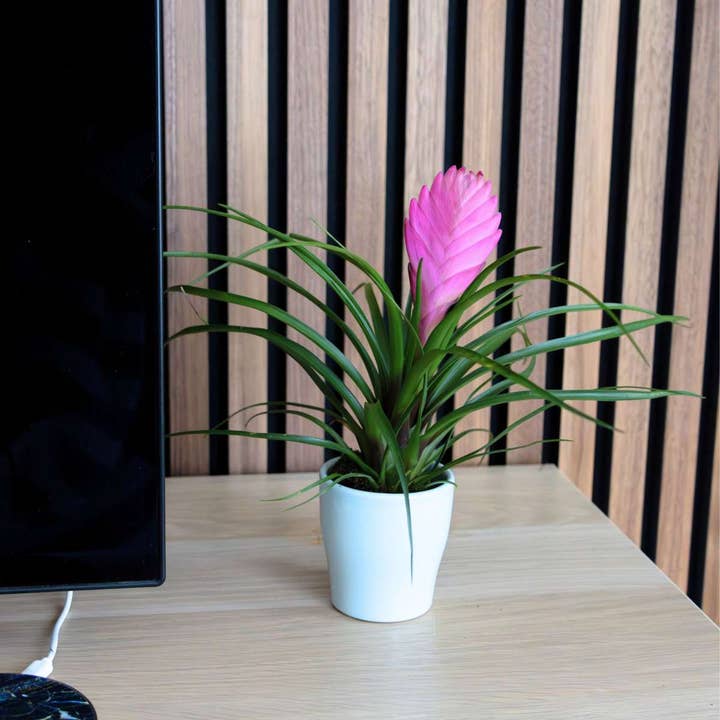 Oasis of Life - Wholesale Live plant - Tillandsia Cyanea 'Pastel' – 3 plants in ceramic pot Ø7cm – Height 20–30cm – Exotic houseplants with pink flowers – Easy-care air-purifying bromeliads for home & office7