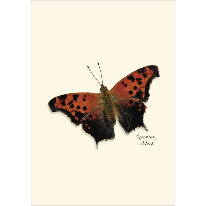 Earth Sky + Water - Wholesale Stationery/Notecard Set - Butterfly Assortment