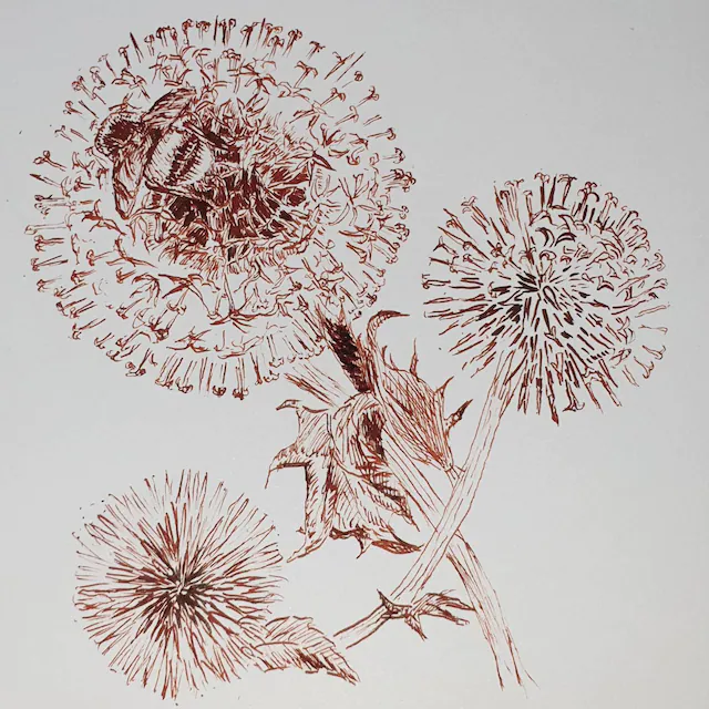 Inkursive Pens - Venta al por mayor Bolígrafo - Pluma estilográfica Manga con plumín semi flexible Maru (pluma de dibujo)2