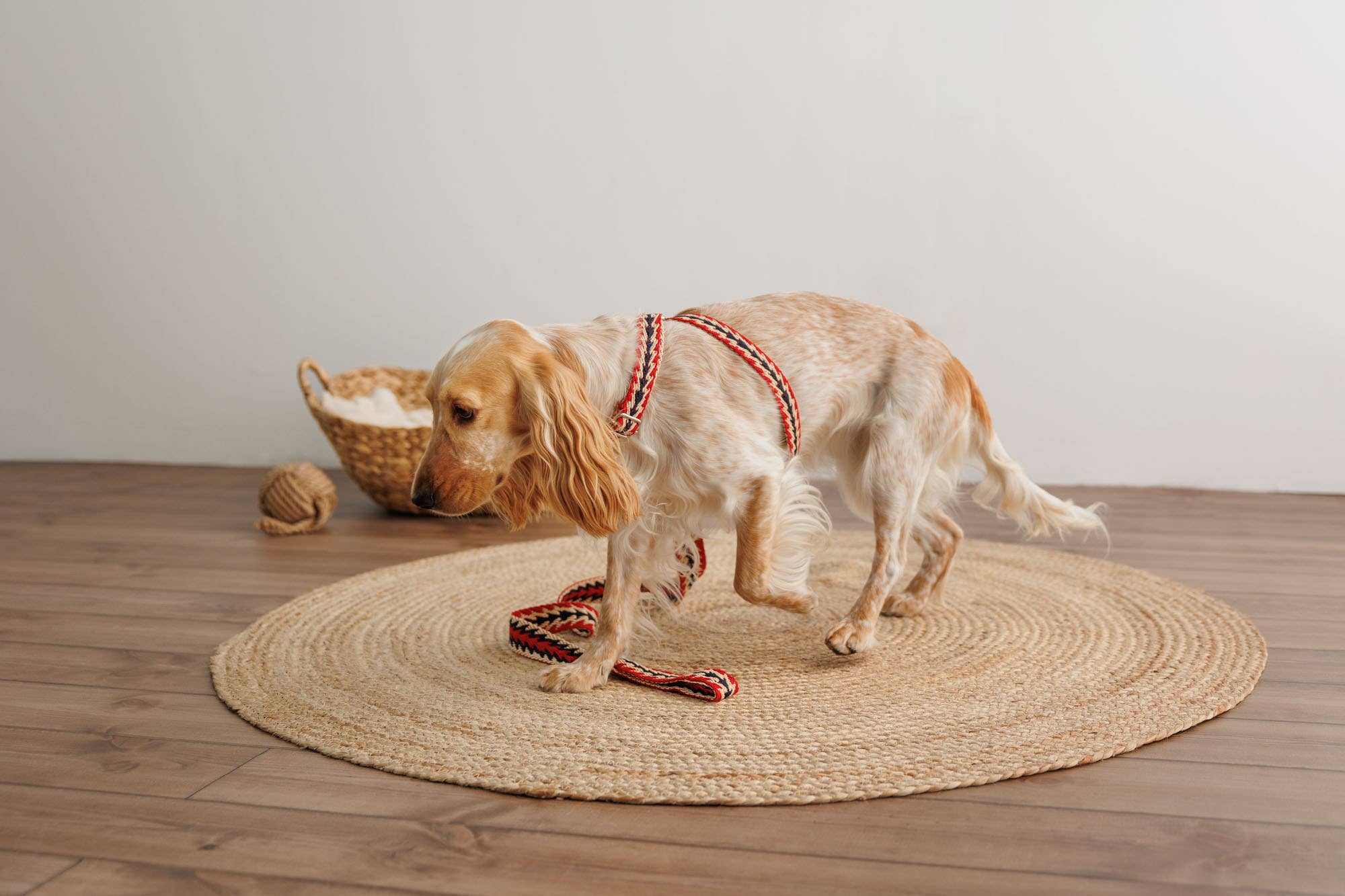 Buddys dogwear - Vendita all'ingrosso Pettorina - Cani - Pettorina regolabile per cani con motivo freccia peruviana rossa1