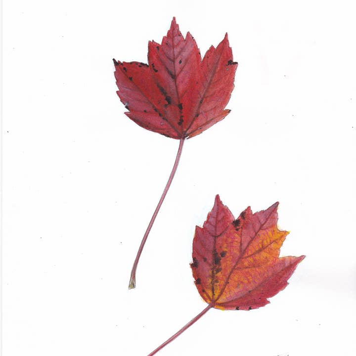 Red Maple Leaves Fine Art Print for wholesale by Jack Hobe Nature Art