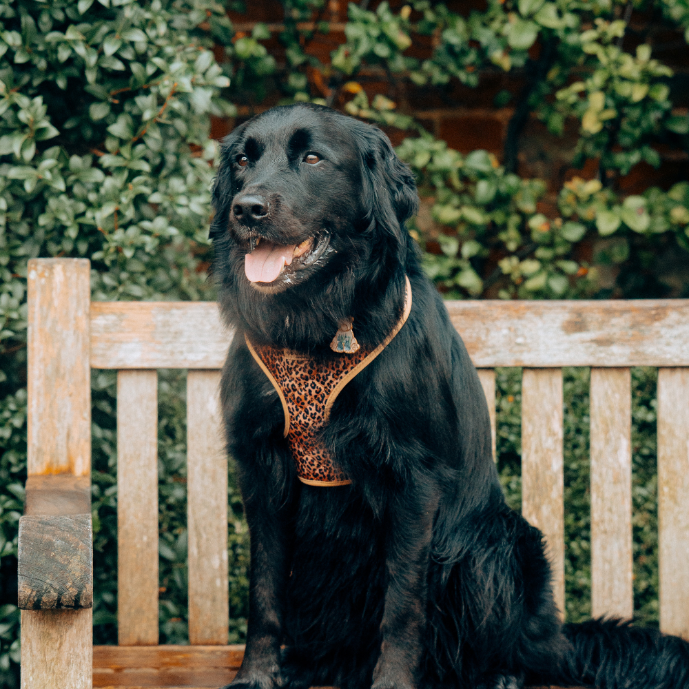 Cocopup London - Wholesale Pet Harness - Dog - Quilted Leopard Pup Adjustable Neck Harness30