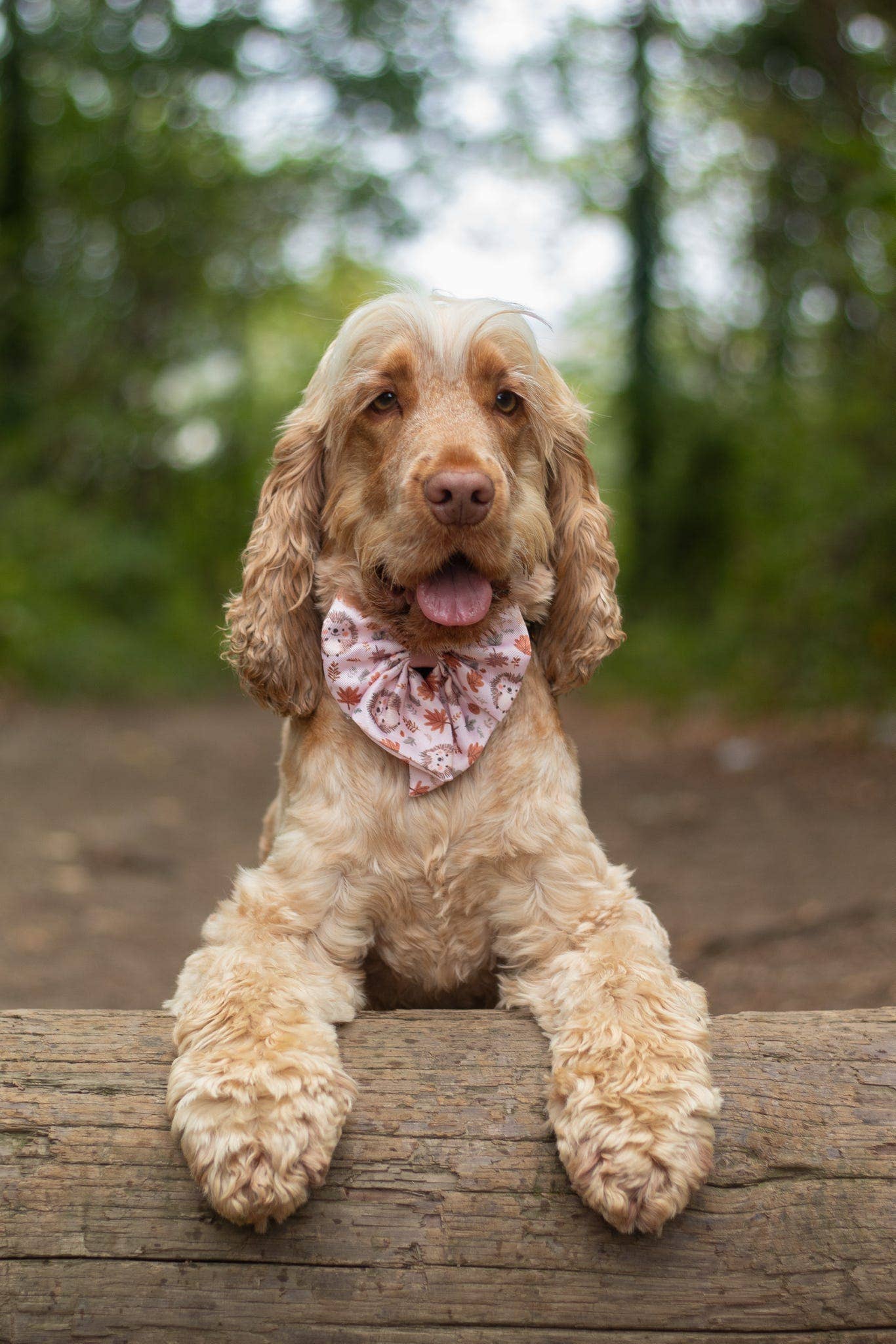 The Paw Print Boutique – wholesale Pet bow tie – Dog – Spike the Hedgehog Bow Tie3