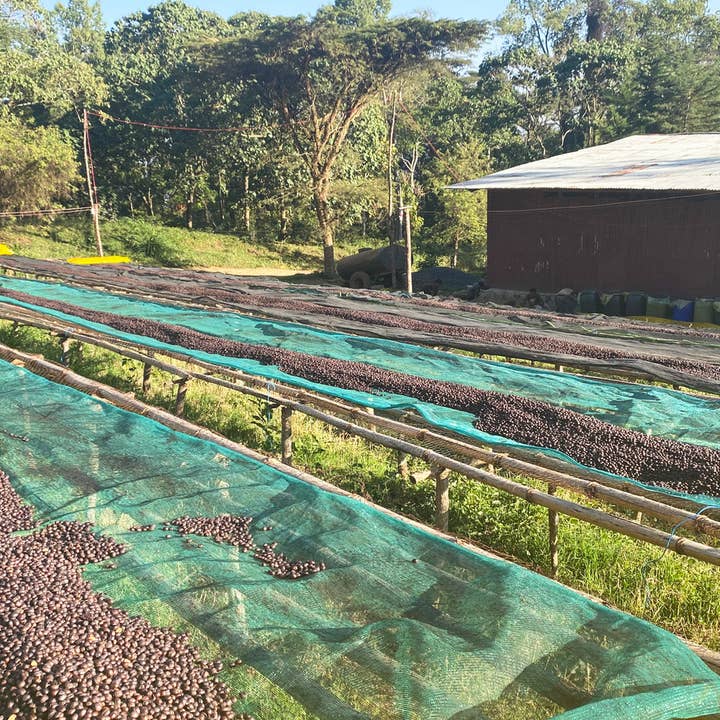 Oak and Bond Coffee Co. - Wholesale Coffee Beans - Ethiopia Gera Estate Gr.1 Anaerobic