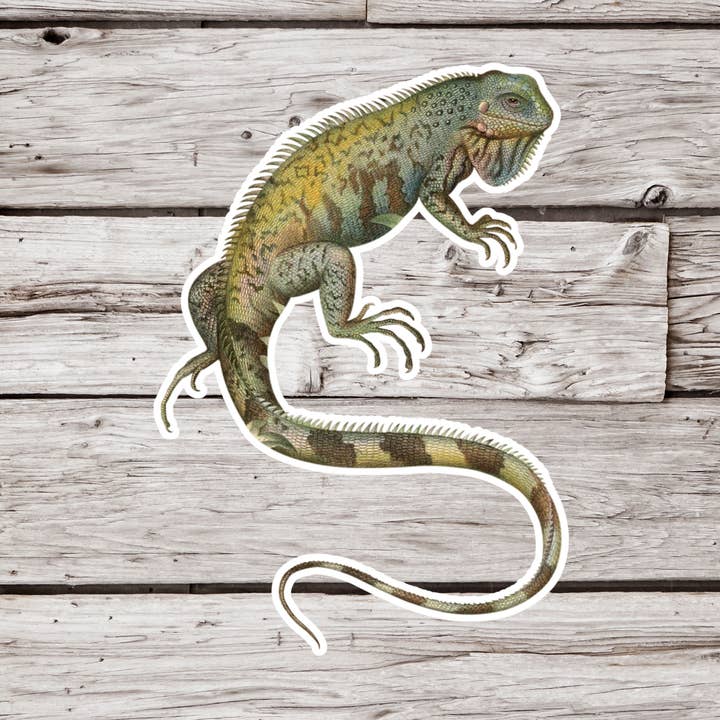 Iguana Sticker, Lizard Sticker, Reptile Sticker for wholesale by NatureCuts