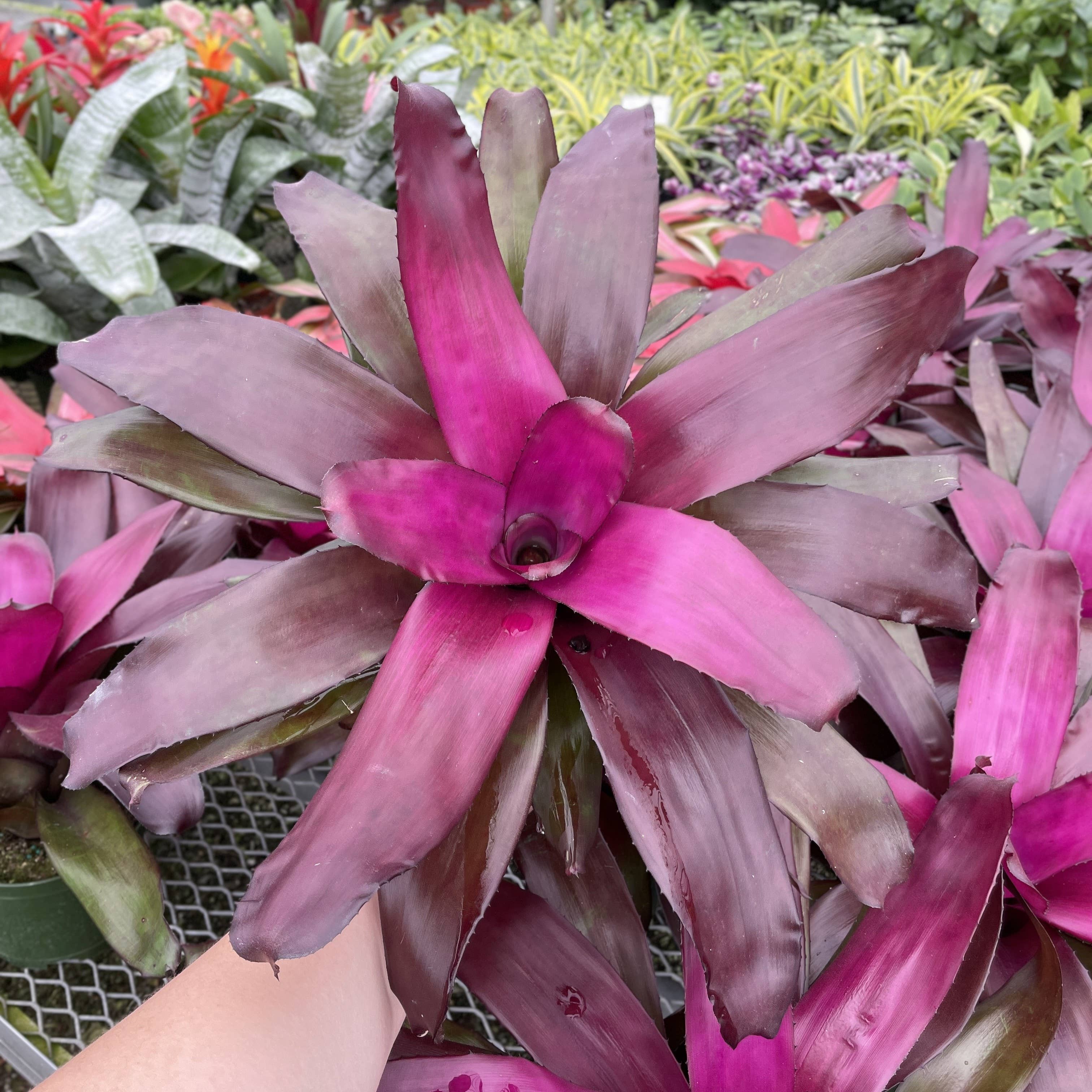 Thorsen's Greenhouse - Wholesale Live Plant - Bromeliad Neoregelia 'Neos' - Live Plant - Assorted19