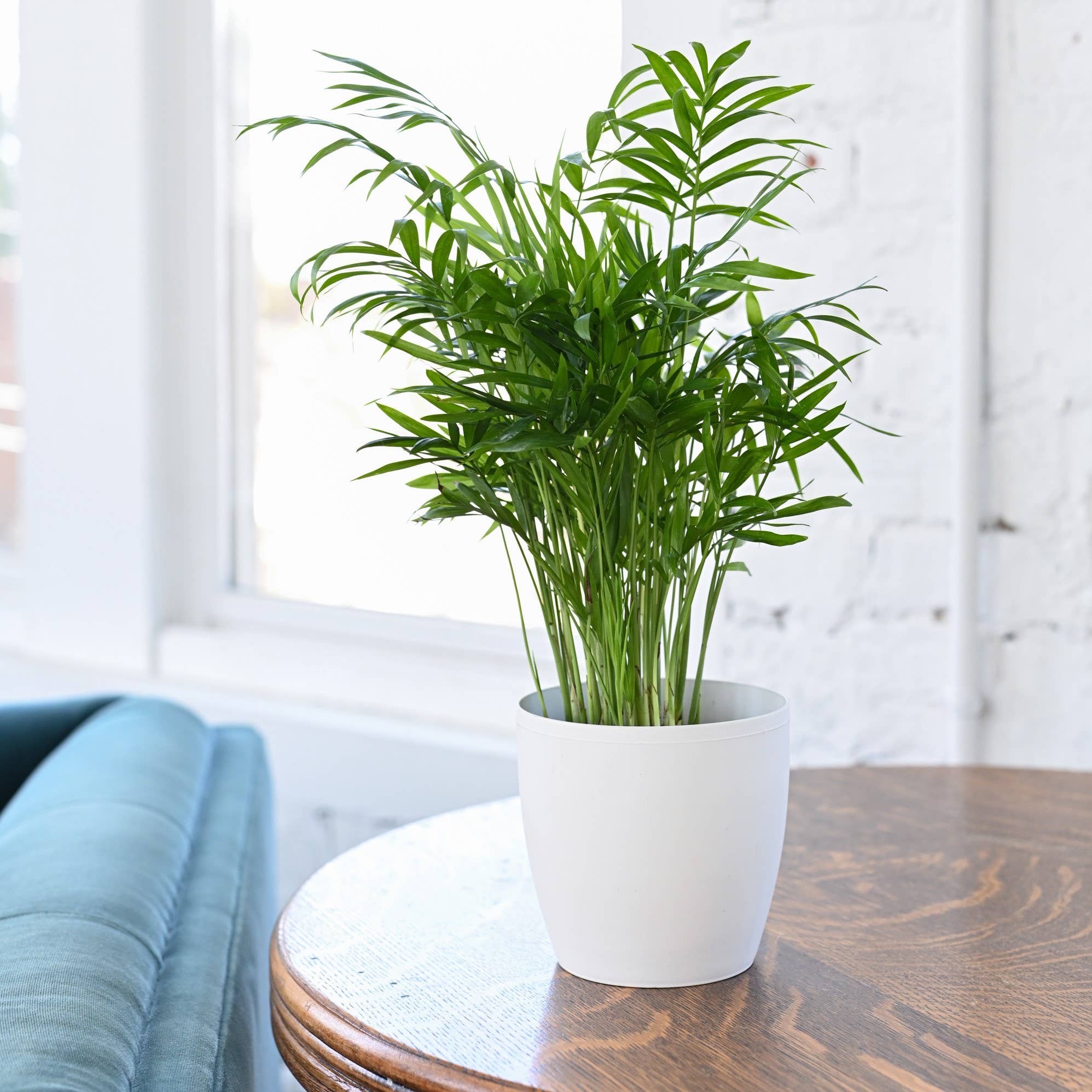 Thorsen's Greenhouse - Wholesale Plant Pot - 4" Decorative Pot Cover for Plants - Multiple Colors10