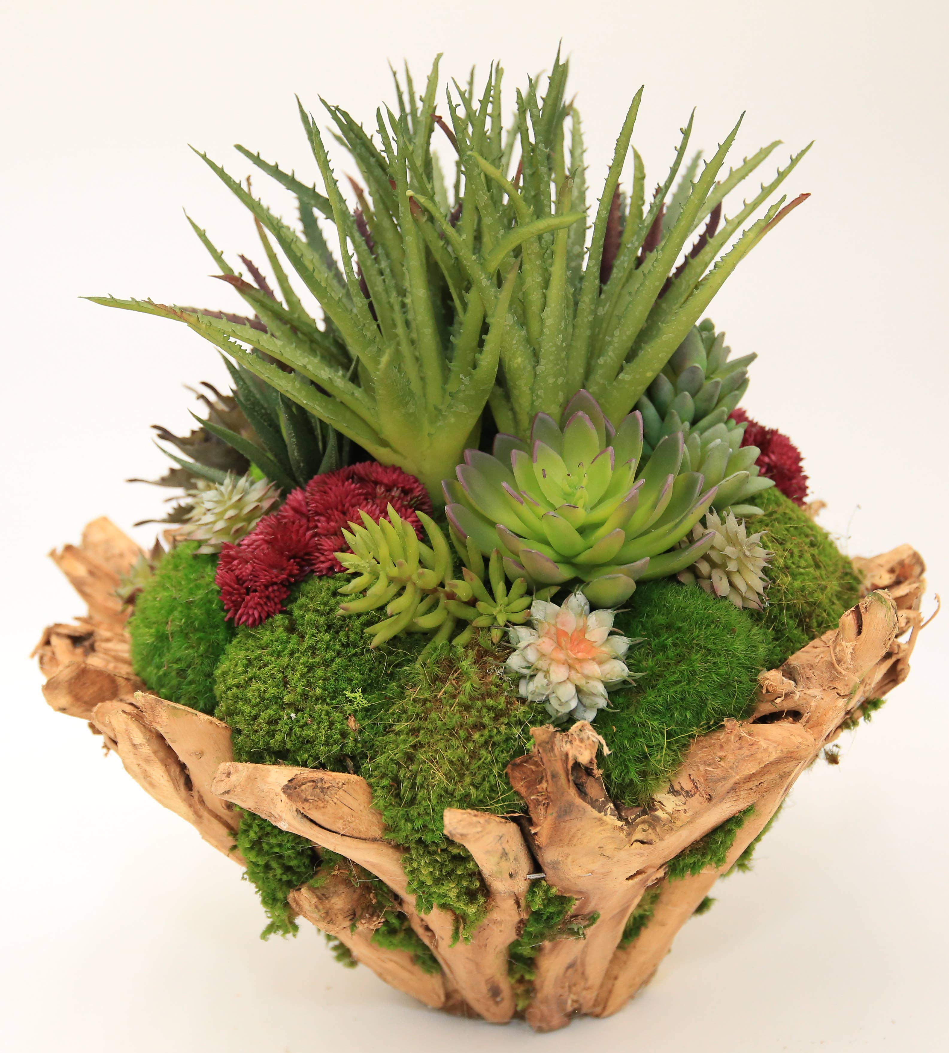 Forever Green Art – Engroshandel Sukkulenter – Branchy Succulent Bowl1