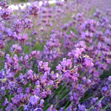 Lavender Hydrosol for wholesale by Morning Myst Botanics